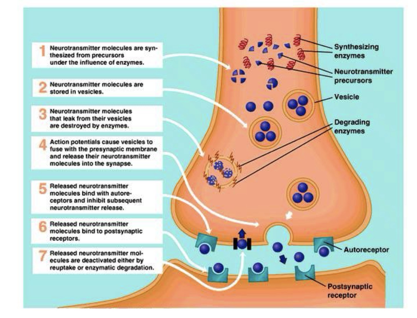 <p>1. Herstellung des Neurotransmitters</p><p>↓</p><p>2. Speicherung in Vesikeln</p><p>↓</p><p>3. Ausgetretene Transmitter werden abgebaut</p><p>↓</p><p>4. AP kommt an → Exozytose</p><p>↓</p><p>5. Bindung an Autorezeptoren (Regulation)</p><p>↓</p><p>6. Bindung an postsynaptische Rezeptoren</p><p>↓</p><p>7. Wiederaufnahme oder Abbau</p>