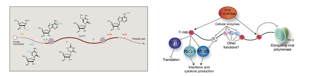 <p><span>Natural mRNAs undergo a range of modifications, from the 5’ cap structure to m<sup>6</sup>A methylation (left).&nbsp; </span></p><ul><li><p><span>Cap structure and polyA tail were known to stabilize mRNA and enhance translation.&nbsp; Additional modifications are also important for many aspects of mRNA stability and translation.&nbsp; </span></p></li><li><p><span>Without these modifications, the immune system can sense these RNAs as foreign and target them for destruction (right).&nbsp; </span></p></li><li><p><span>Many cellular AND viral RNAs are highly modified to avoid triggering immune response. In SARS-Cov-2 they encode enzymes to cap the mRNA and modify internal nucleotides (right).&nbsp; mRNAs without a cap structure are recognized by RIG to trigger an immune response (right).</span></p></li></ul><p></p>