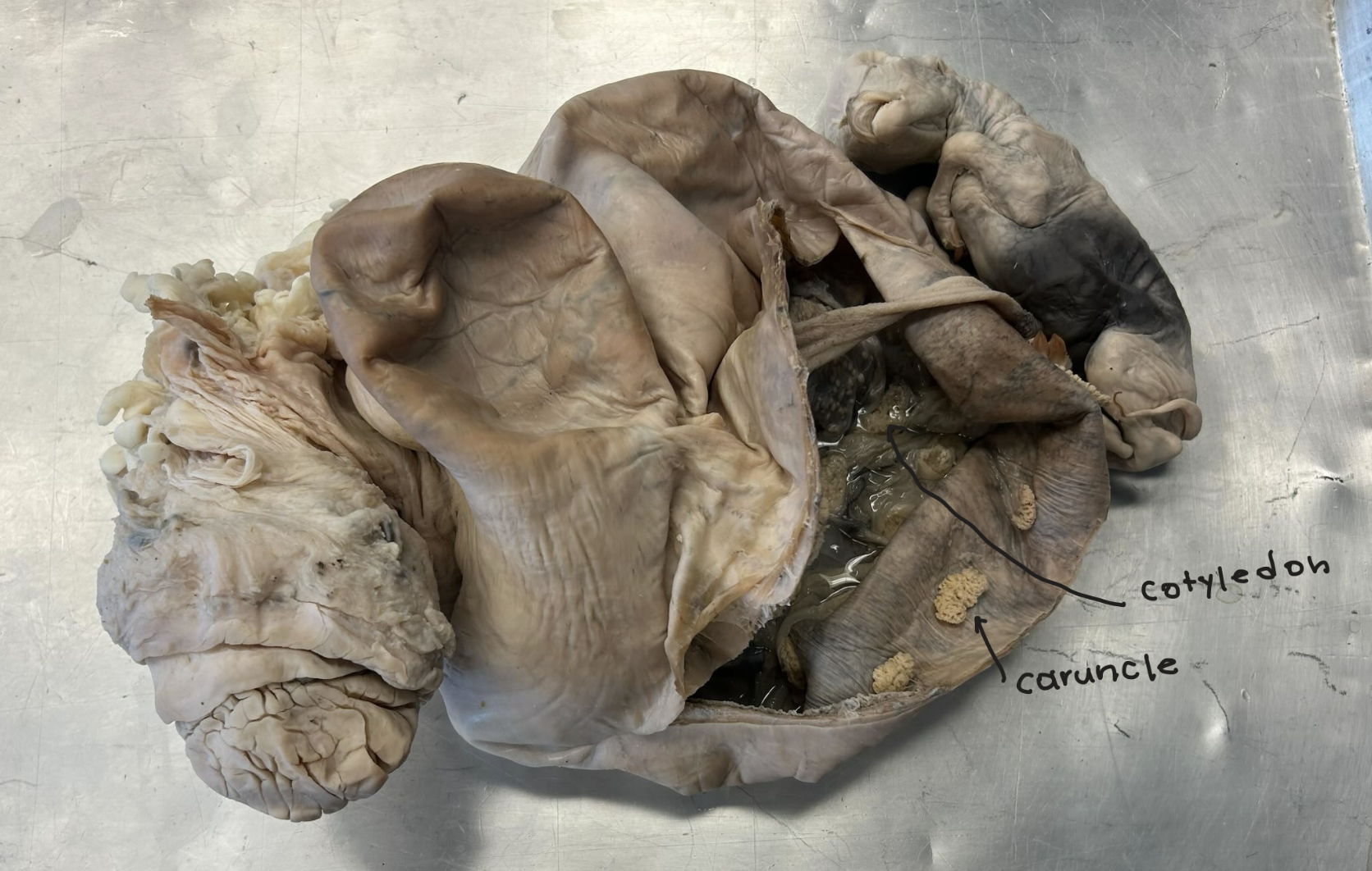 <p>Cow placenta (cotyledonary placenta)</p><p>Cotyledons</p><p>Caruncles</p>