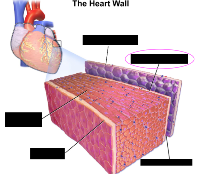 <p>Wall of the heart</p><ul><li><p>Outer layer of the heart</p></li><li><p>AKA the visceral layer</p></li><li><p>made up of connective tissue &amp; has blood vessels</p></li></ul><p></p>