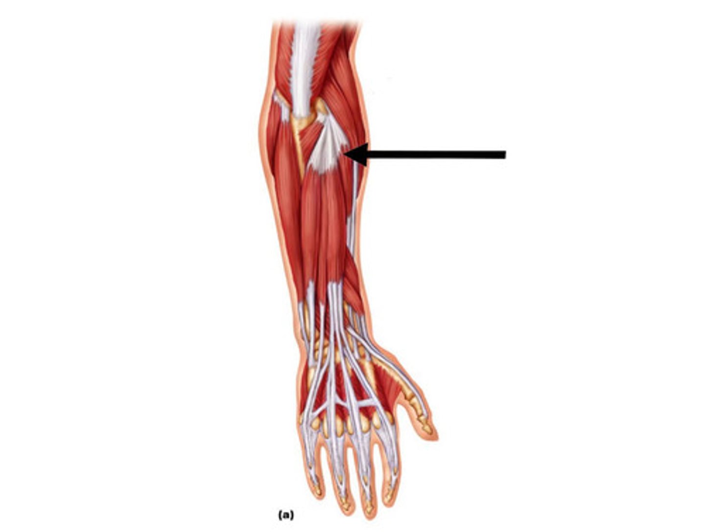 <p>under extensor carpi radialis longus</p>