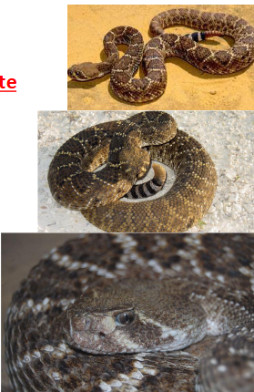 <p>Family: Crotalidae</p><p>Location: Kanopolis State Park</p><p>ID: <span>Back: Brown/Yellow/Gray with dark diamonds bordered in white; Belly: Clean whitish; single anal plate; keeled scales; </span><span style="font-size: calc(var(--scale-factor)*23.79px);">Head: White/Cream Bordered Stripe running eye to mouth; white and black banded tail</span></p><p><span style="font-size: calc(var(--scale-factor)*23.79px);">Life/History: venomous; mammalivore; biggest rattlesnake in KS</span></p>