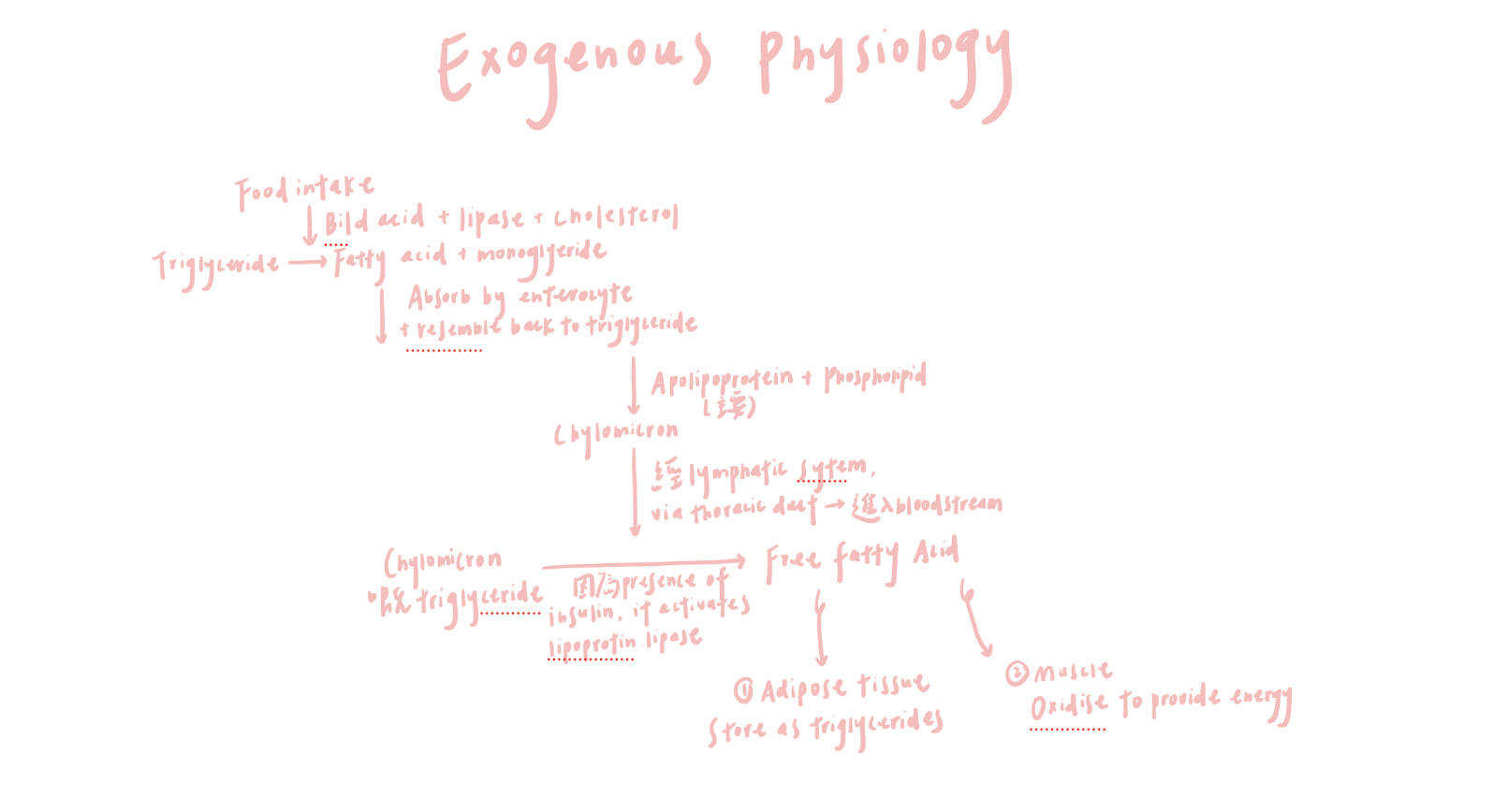 <ul><li><p><span>Dietary lipids are digested in the intestine </span></p></li><li><p><span>With the help of bile acids, cholesterol, and lipase, producing free fatty acids and monoglycerides</span></p></li><li><p><span>Inside enterocytes, they are reassembled into triglycerides</span></p></li><li><p><span> With apolipoproteins and phospholipids, triglycerides form chylomicrons</span></p></li><li><p><span>Chylomicrons travel through the lymphatic system via the thoracic duct into the bloodstream</span></p></li><li><p><span>Insulin activates lipoprotein lipase → Breaks down the triglycerides in chylomicrons into free fatty acids</span></p></li><li><p><span>These fatty acids are then used by… </span></p><ul><li><p><span>Adipose tissue for storage </span></p></li><li><p><span>Muscle for energy</span></p></li></ul></li></ul><p></p>