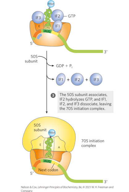 <p>The 50S subunit associates, IF2 hydrolyzes GTP, and IF1, IF2, and IF3 dissociate, leaving the 70S initiation complex (initiation complex = functional 70S ribosome containing mRNA and the initiating fMet-tRNA^fMet) </p>