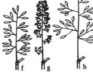 <p>spikelets grow on stalk that is branched off multiple times</p>
