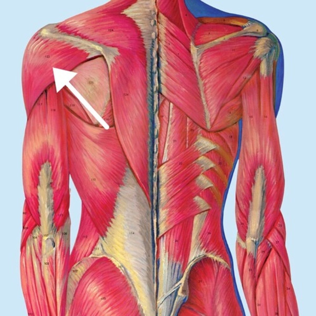 <p>What is this muscle?</p>
