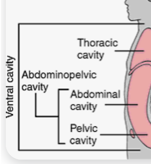 <p>Anterior Body cavity containing <strong>thoracic</strong> and <strong>abdominopelvic</strong> cavities. </p>