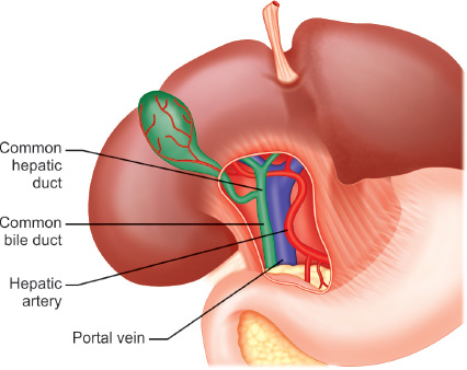 <p>proper hepatic artery, portal vein, and common bile duct</p><p>(medially -> laterally)</p>