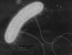 <p>has a special conductive pilli to transfer e- to Fe 3+ → Fe2+</p>