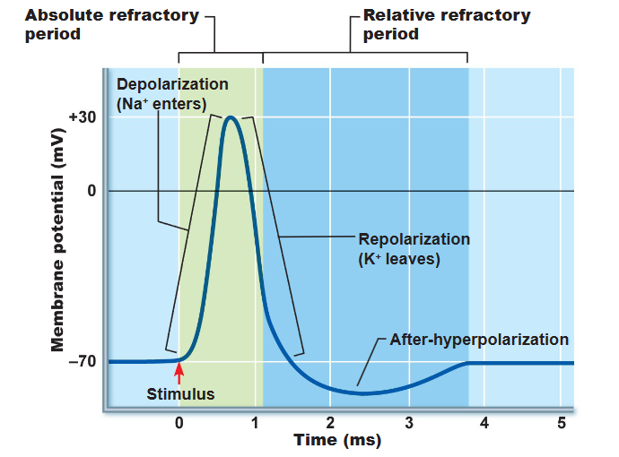 <p>During depolarization - from opening of Na+ channels till close → another action potential cannot be fired at all</p>
