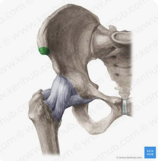 <p>Name this part of the iliac spine</p>