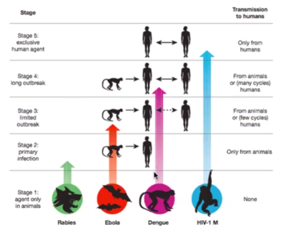 <ul><li><p><strong>Stage 1 (Agent only in animals):</strong> Het virus zit uitsluitend in dieren (geen overdracht naar de mens).</p></li><li><p><strong>Stage 2 (Primary infection):</strong> Het virus kan overspringen van dier naar mens, maar verspreidt zich <em>niet</em> tussen mensen onderling.</p><ul><li><p><em>Voorbeeld:</em> <strong>Hondsdolheid (Rabies)</strong>; je krijgt het alleen via een beet van een dier.</p></li></ul></li><li><p><strong>Stage 3 (Limited outbreak):</strong> Het virus kan van dier naar mens, en er ontstaan een paar korte, lokale infectiecirkels tussen mensen, maar de uitbraak dooft snel uit (<em>few cycles</em>).</p><ul><li><p><em>Voorbeeld:</em> <strong>Ebola</strong>.</p></li></ul></li><li><p><strong>Stage 4 (Long outbreak):</strong> Het virus springt over van dier naar mens en kan daarna langdurige, grote epidemieën veroorzaken via mens-op-mens transmissie (<em>many cycles</em>).</p><ul><li><p><em>Voorbeeld:</em> <strong>Dengue (Knokkelkoorts)</strong> en de zware coronavirussen (<strong>SARS/MERS</strong>) ten tijde van hun uitbraak.</p></li></ul></li><li><p><strong>Stage 5 (Exclusive human agent):</strong> Het virus heeft zich genetisch volledig aangepast aan de mens. Het heeft het dierenrijk niet meer nodig om te overleven en wordt <em>alleen nog maar</em> van mens op mens overgedragen.</p><ul><li><p><em>Voorbeeld:</em> <strong>HIV-1 M</strong> (ooit begonnen bij chimpansees, nu puur menselijk). De 4 milde verkoudheidscoronavirussen uit dia 1 bevinden zich inmiddels ook in dit eindstadium.</p></li></ul></li></ul><p></p>