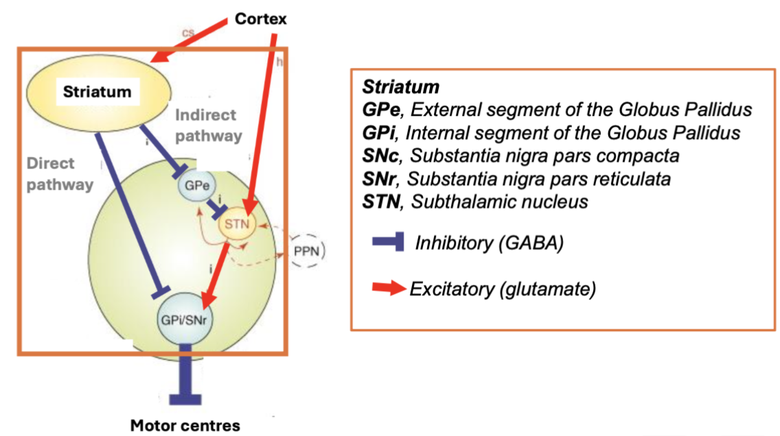 <p>Conserved set of inter-connected brain regions/nuclei</p><p>Most are GABAergic (I), some are glutamatergic (E)</p><ul><li><p>basal ganglia is driven by excitatory inputs from the cortex - critical tole in movement and motor control</p></li></ul><p></p>