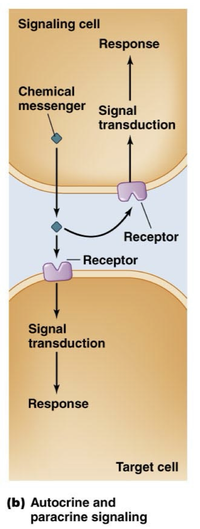 <p>Releasing a chemical messenger into the extracellular fluid to bind/target a nearby cell or the same cell which released the messenger.</p><p>Causes signal transduction and response in the neighboring cell or in itself, but not through a direct connection, still travels through the extracellular fluid.</p>