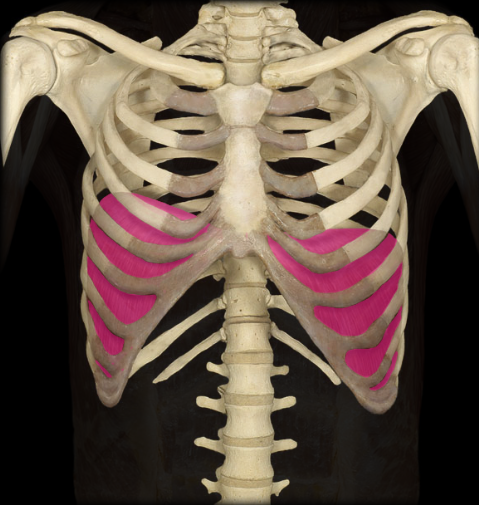 <p>action: prime mover (i.e., agonist) of inspiration. contraction of this muscle compresses abdominal viscera (i.e., internal organs). this muscle also aids in childbirth and the expulsion of urine and feces.</p>