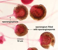 <ul><li><p>spory vznikající endogenně ve sporangiu (produkt nepohlavního rozmnožování)</p></li><li><p>u Mucoromycota </p></li></ul><p></p>