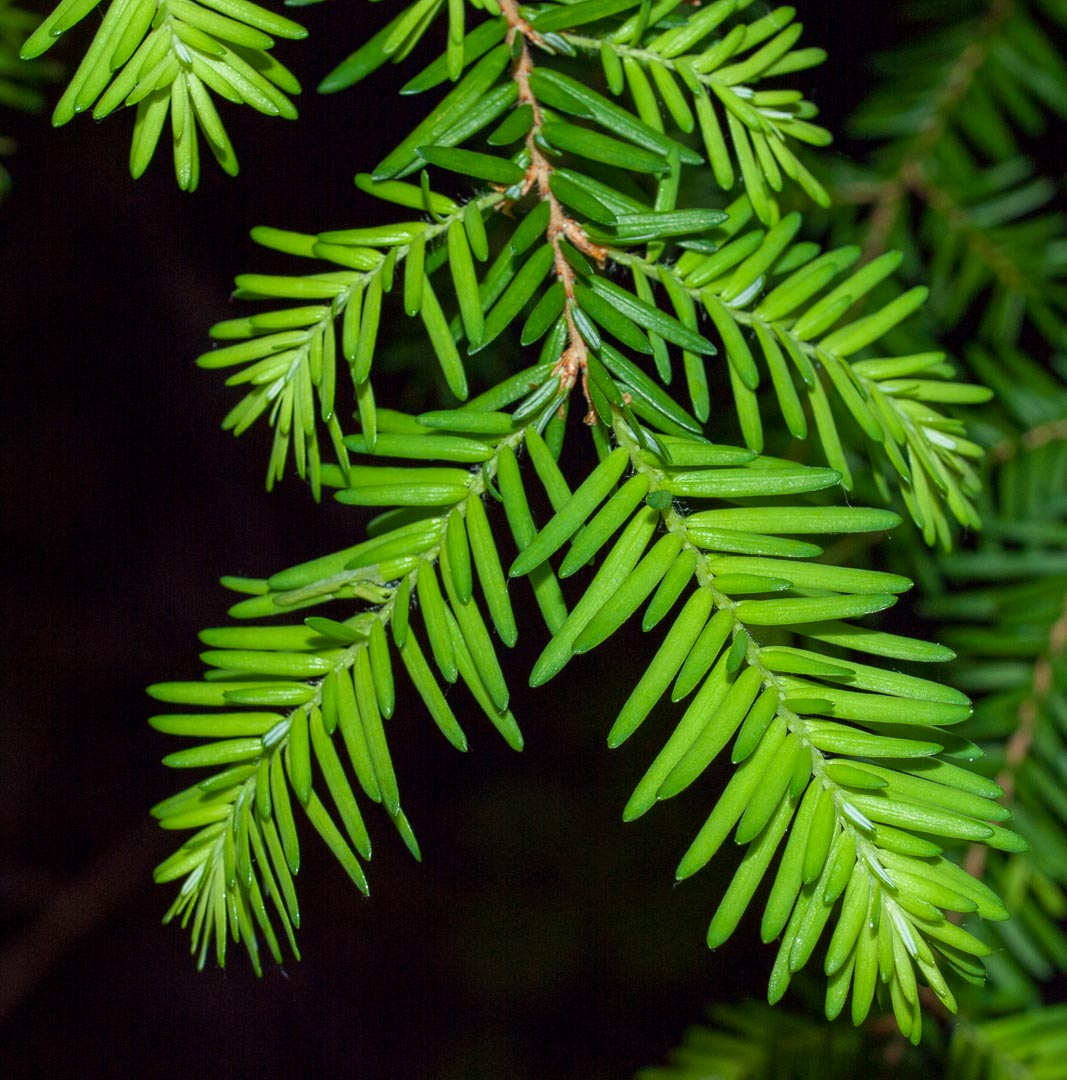 <p><em>Tsuga heterophylla</em></p>