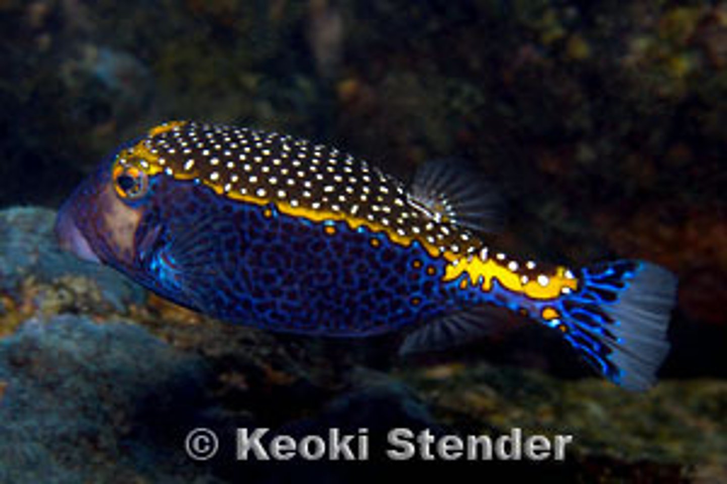 <p>Ostracion meleagris</p>