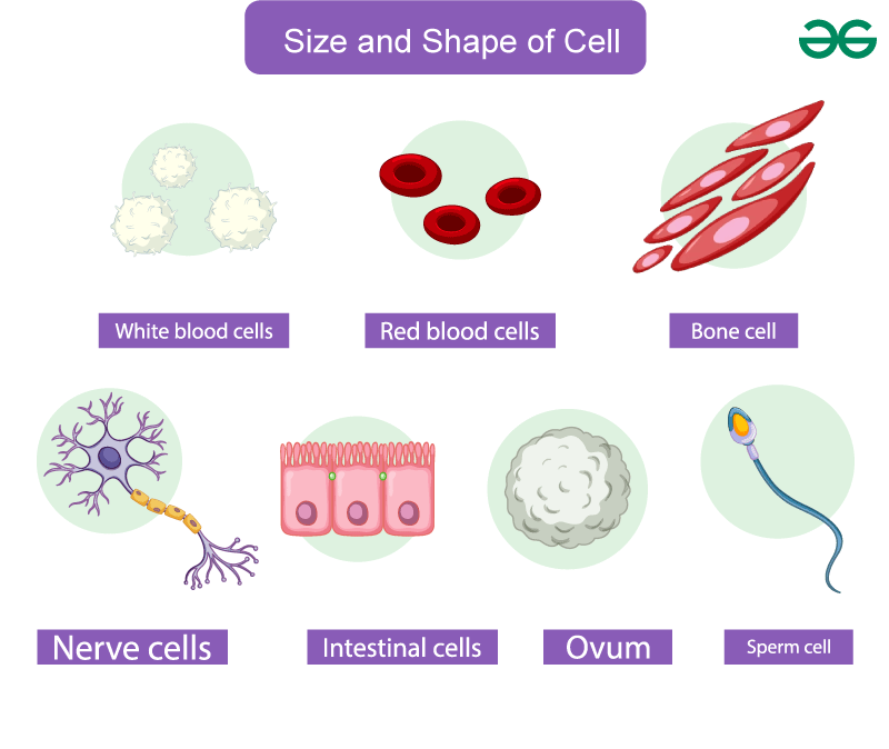 <p>Why is there a difference in the shape of eukaryotic cells?</p>