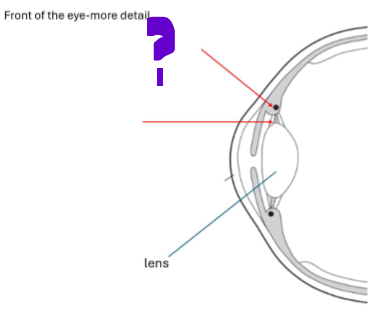<p>What is this part of the front of the eye?</p>