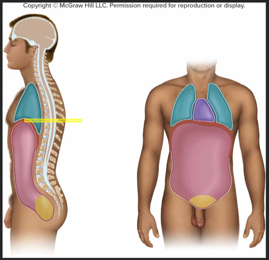 <p>identify the body cavity</p>
