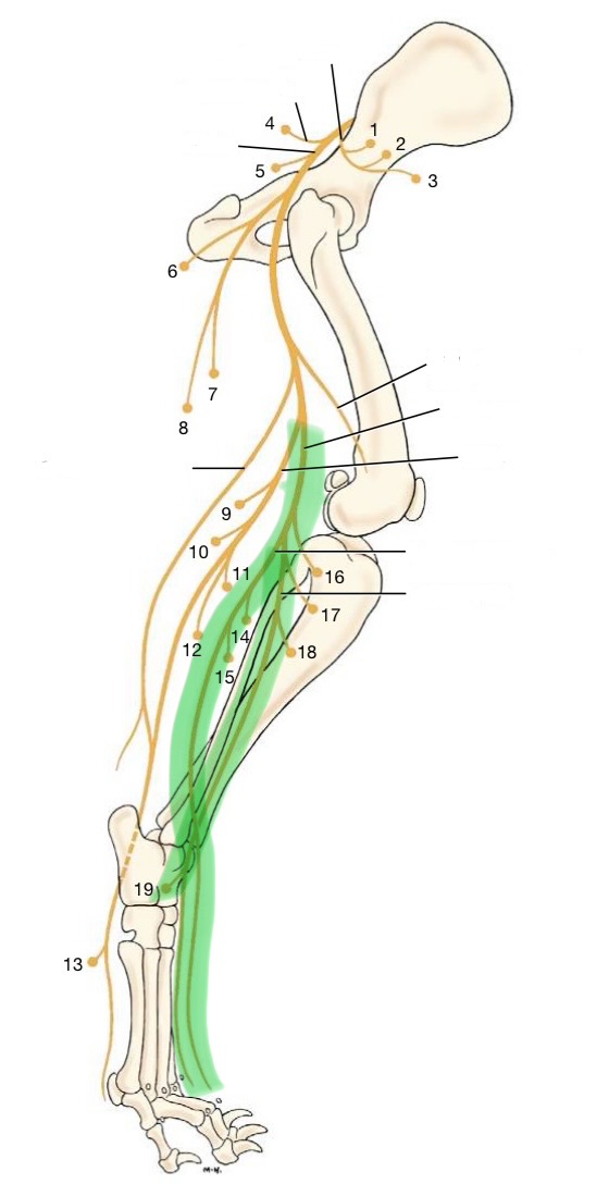 <p>originates from L6-7</p><p>branches into superficial &amp; deep fibular branches</p><p>innervates:</p><ul><li><p>tarsus flexors &amp; digital extensors</p><ul><li><p>tibialis cranialis</p></li><li><p>peroneus (fibularis) longus</p></li><li><p>long digital extensor</p></li><li><p>lateral digital extensor</p></li></ul></li></ul><p></p>