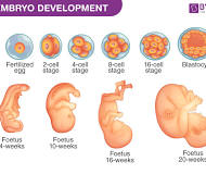 <p>embryonic development</p>