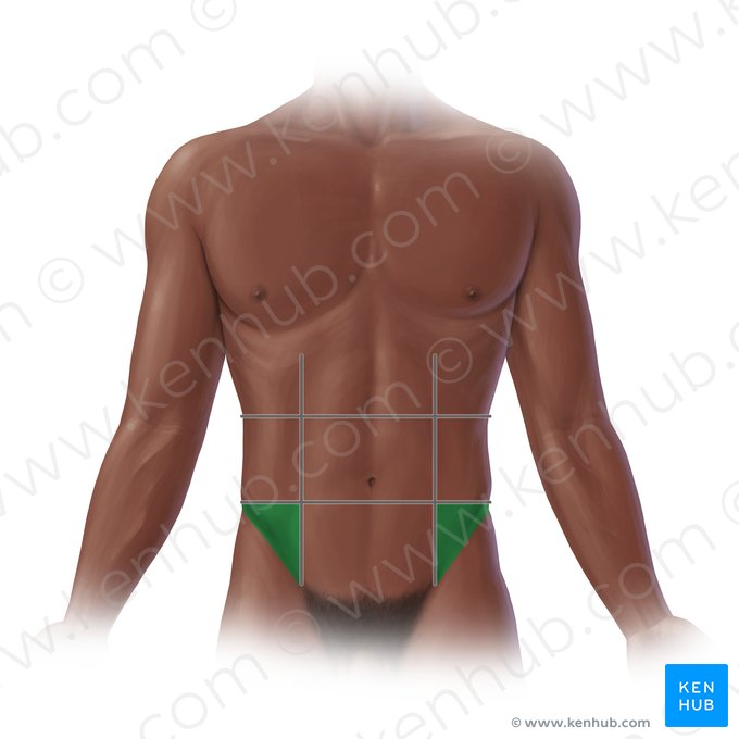 <p>What is the highlighted structure?</p>