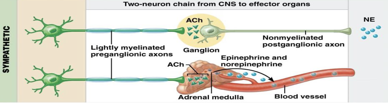 <ul><li><p>What do alpha adrenergic receptors cause?</p><ul><li><p>What do beta adrenergic receptors cause?</p></li></ul></li></ul><p></p>