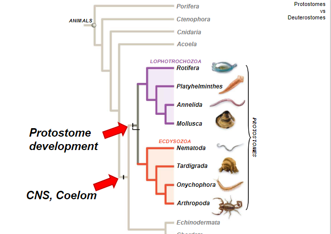 <p>protosome development, cns coelem</p>