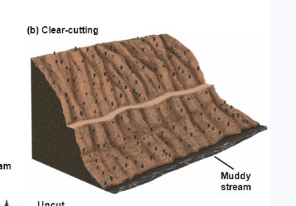 <p>Removing all trees in an area in a single cutting for economic efficiency</p>