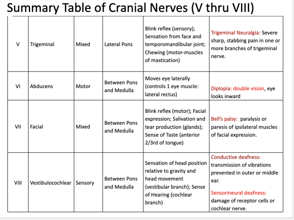 <p>Cranial nerve V-VIII</p>