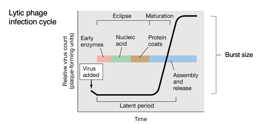 <p><strong><u>Eclipse + Intracellular Accumulation (Maturation)</u></strong></p><p>The time between the<span style="color: green;"> <strong>attachment of a phage particle to the cell surface </strong></span><strong>and the </strong><span style="color: purple;"><strong>release of newly synthesized phages</strong></span></p><p><span style="color: red;"><strong><em>End: Cell burst and phage release</em></strong></span></p>