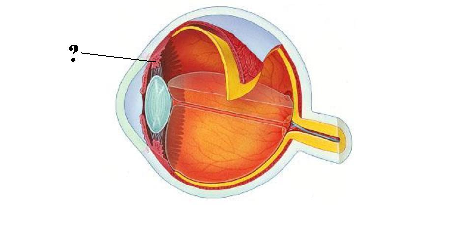 <p>Identify the indicated structure</p>