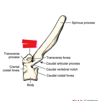<p>Q: Also known as "metapophyses," the …… starts at the 2nd or 3rd thoracic vertebra as small, knoblike eminences. </p><p>A. Accessory process </p><p>B. Mamillary process </p><p>C. Transverse process </p><p>D. Spinous process</p>