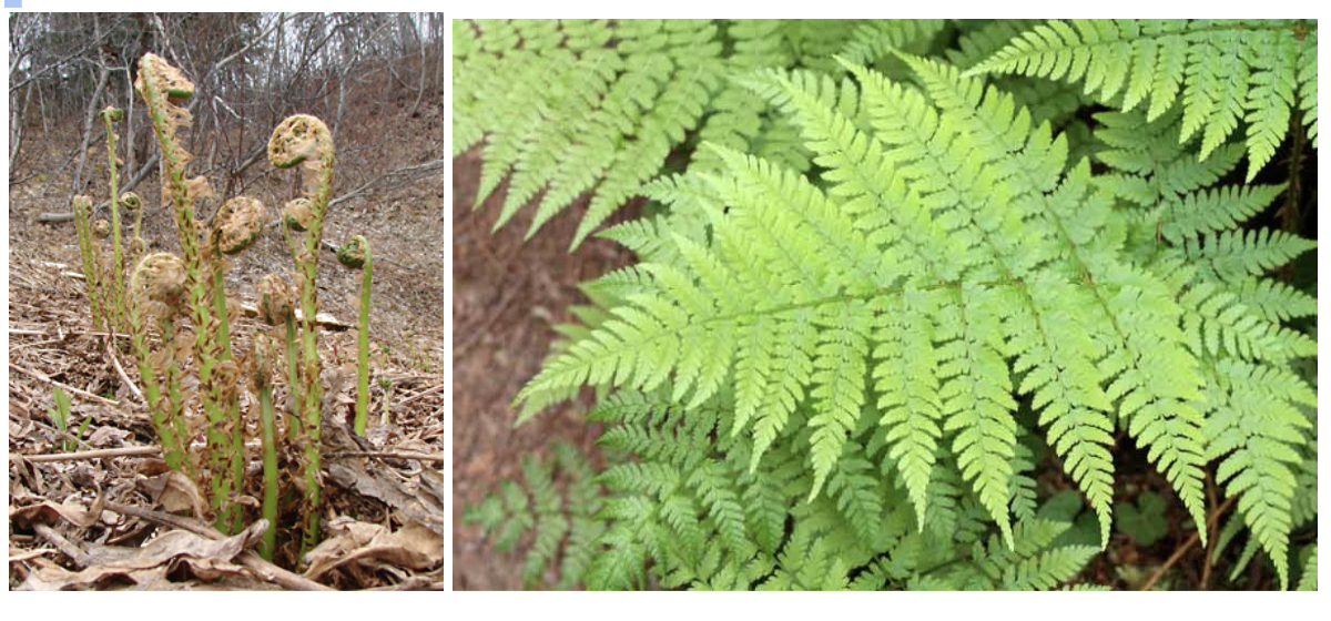 <p>Wood fern (<em>Dryopteris expansa</em>)</p>
