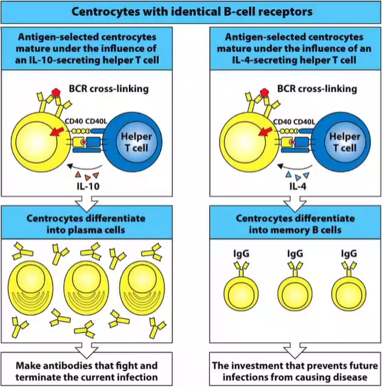 <p><strong>[1] cell [2] dictate B cell fate (partially what we mean by [1] cell help)</strong></p><p>together, [3]-[4] [5] is an interaction between [1] cell [2] and B cells</p><ul><li><p>[3] is expressed on [1] cells to provide the [5] signal that activates the B cell [6] and makes the signaling inside the B cell even [7]</p></li><li><p>[4] is expressed on B cells</p></li></ul><p>[8]: a [2] expressed by [9] [1] cells to help B cells differentiate into [10] cells</p><p>[11]: a [2] that helps B cells differentiate into [12] cells</p>