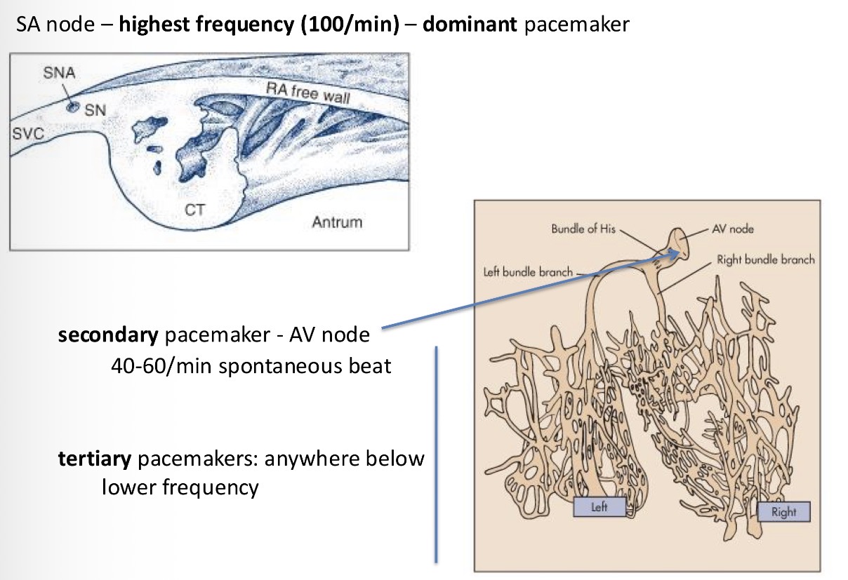 <p>Secondary pacemakers - AV node 40-60/min</p><p>Tertiary pacemakers - anywhere at lower frequency</p>