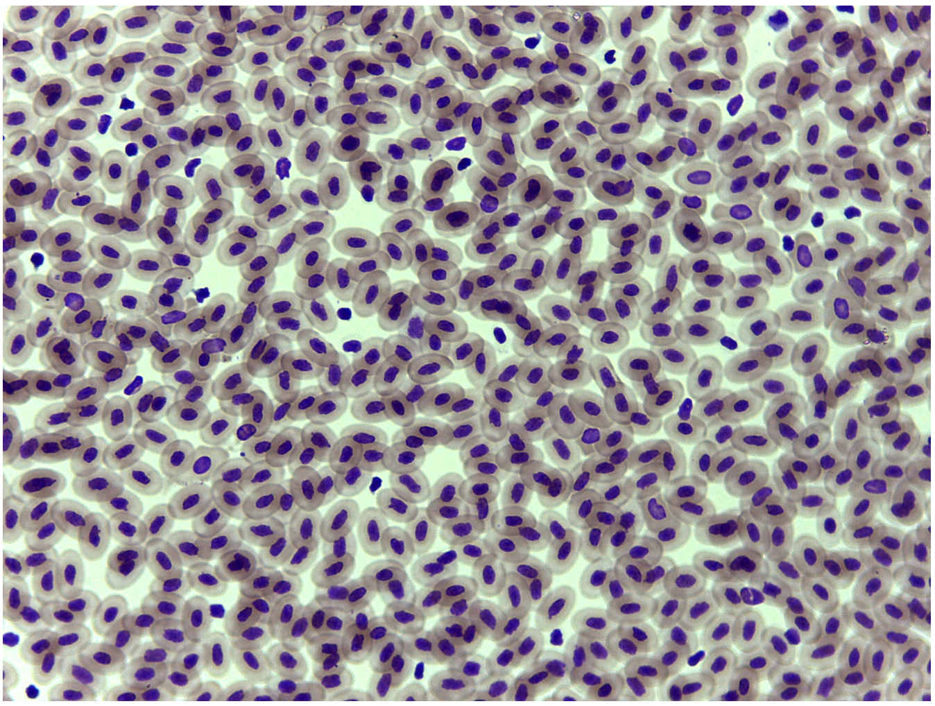 <p>What is this an image of? </p>