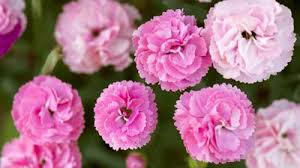 <p>Dianthus caryophyllus</p>