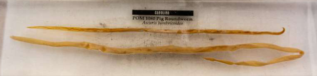 <p><strong>Phylum:</strong> Nematoda</p><p>Round worm</p>