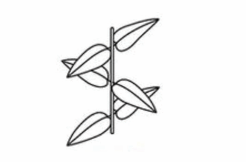 <p>An opposite leaf arrangement where each successive pair of leaves is at a right angle to the previous pair.</p>