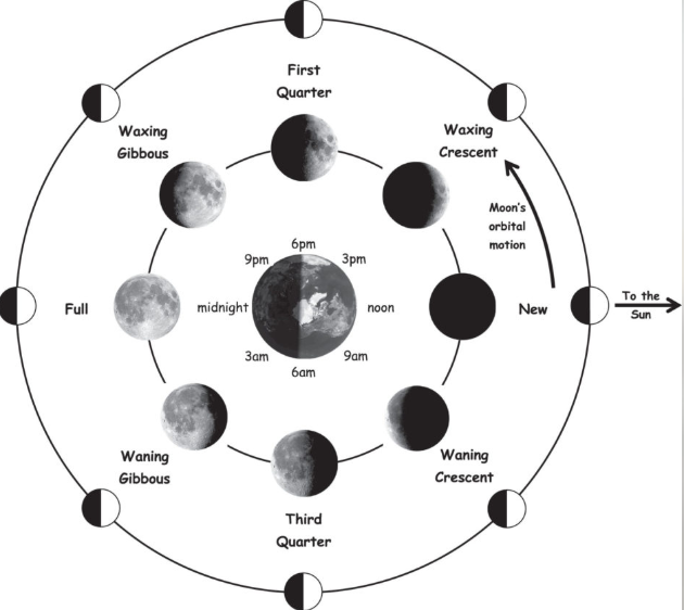 <p>Why does the moon exhibit phases?</p>