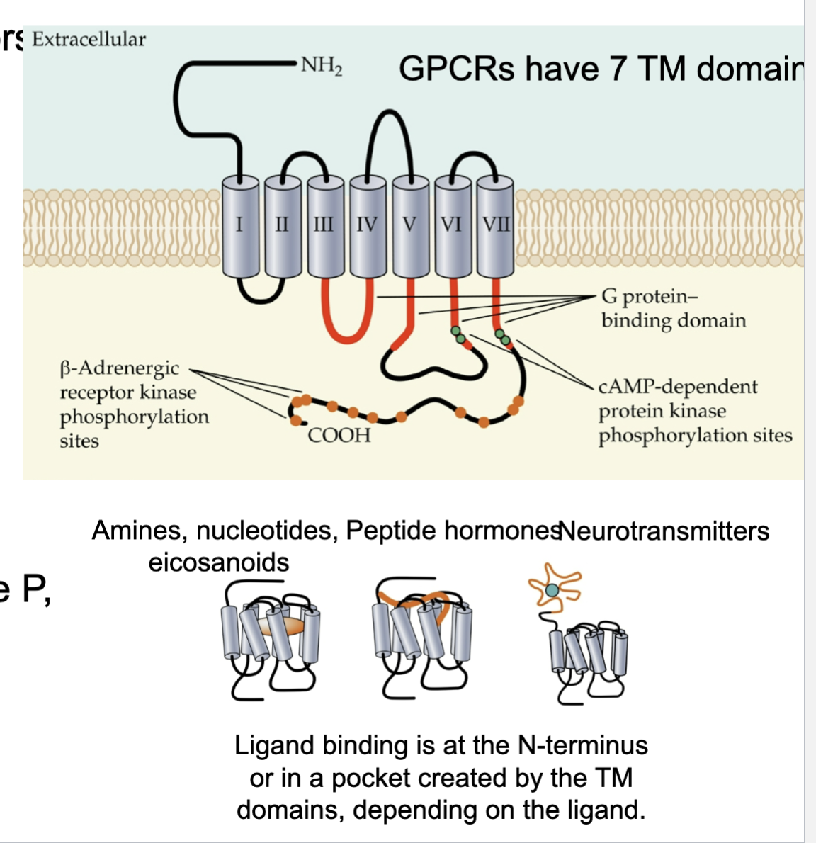 <ul><li><p>7 transmembrane domains that cross the membrane each time (so 7 total)</p></li><li><p>N-terminus on outside (NH2)</p></li><li><p>C-terminus on inside (COOH)</p></li><li><p>ligand binds outside → receptor changes shape → G protein inside is affected</p></li><li><p></p></li></ul><p></p>
