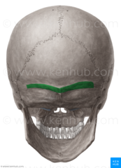 <p>A low ridge of bone, less prominent than a crest</p>
