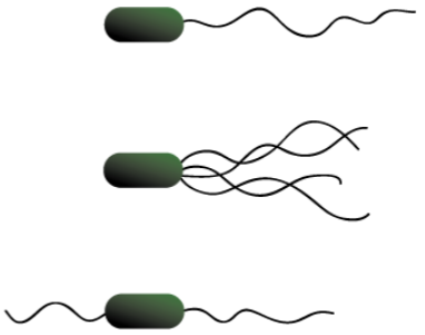 <p>What type of flagella?</p>