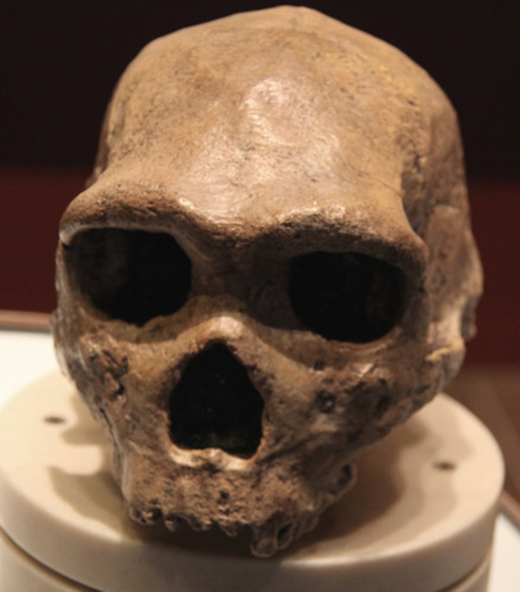 <p>200,000-28,000 ya Mousterian tools, 1200-1750cc brainsize, occipital bun, brow ridges, lived in cold conditions, buried dead, cared for injured</p>