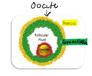 <ul><li><p>Oocyte</p><ul><li><p>Oogenesis- development of the oocyte= able to fertilize</p></li></ul></li><li><p>Granulosa cells</p><ul><li><p>Inner cell layers</p></li><li><p>Two types:</p><ul><li><p>Mural granulosa </p></li><li><p>Cumulus granulosa</p></li></ul></li><li><p>Functions:</p><ul><li><p>Covert testosterone → estrogen</p></li><li><p>Support oocyte development</p></li><li><p>Communicate via follicular fluid</p></li></ul></li></ul></li><li><p>Thecal cells</p><ul><li><p>Outer yellow layer </p></li><li><p>Produces testosterone</p></li><li><p>Testosterone diffuses into granulosa cells → converted to estrogen </p><ul><li><p>This is the two-cell, two- gonadotropin model</p></li></ul></li></ul></li><li><p>Follicular fluid</p><ul><li><p>Fills the antrum</p></li><li><p>Allows communication between granulosa cells</p></li><li><p>Stores nutrients, growth factors</p></li></ul></li></ul><p></p>