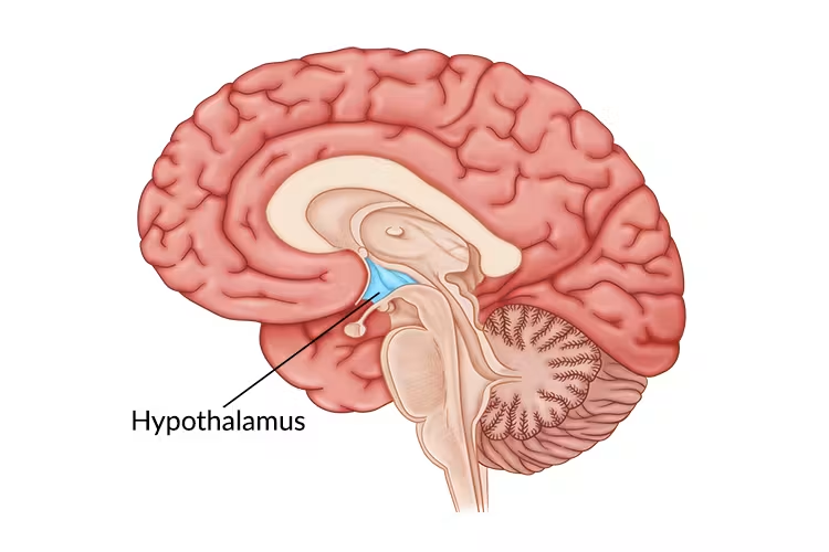 <p>one half in each hemisphere and divided by third ventricle, sensory relay station for all senses except olfaction. Participates in sleep cycle activation and the RAS</p>