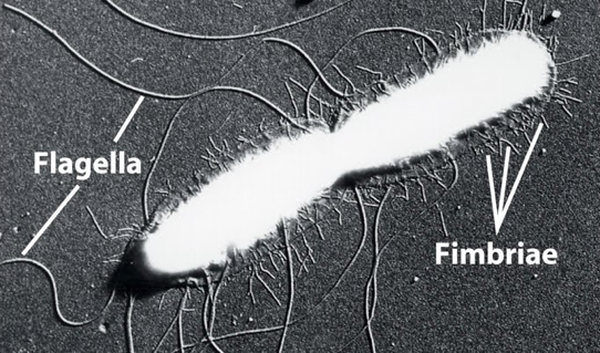 <p>Sticky, hair-like appendages used for adherence to surfaces and other organisms. made of protein/</p>